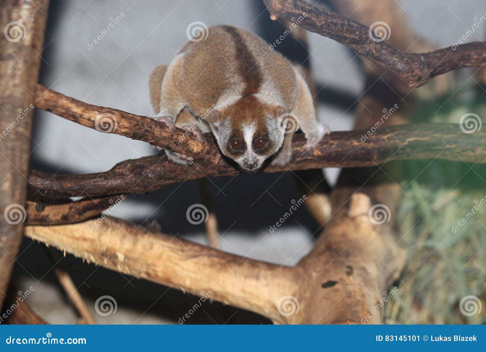 Malaiische langsame loris stockbild. Bild von malaiisch - 83145101