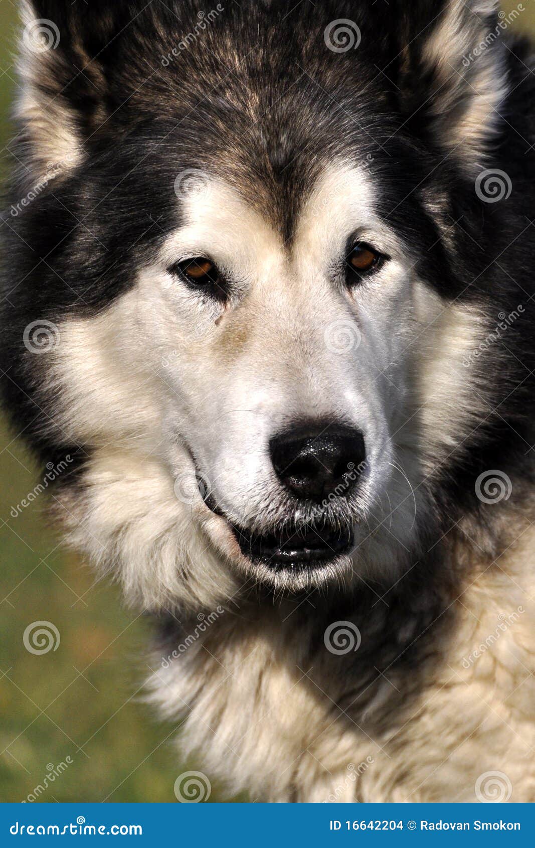 Malamut Hund Stockbilder Bild 16642204