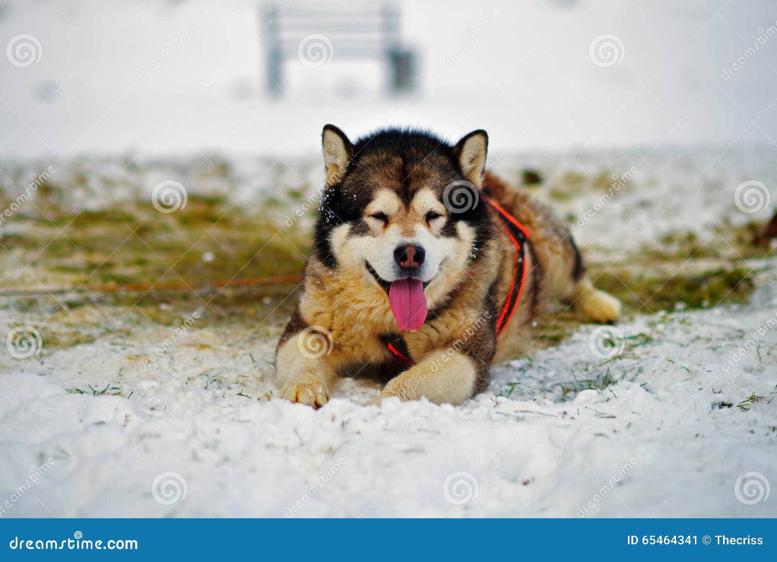 Cane del Malamute d'Alasca nella neve