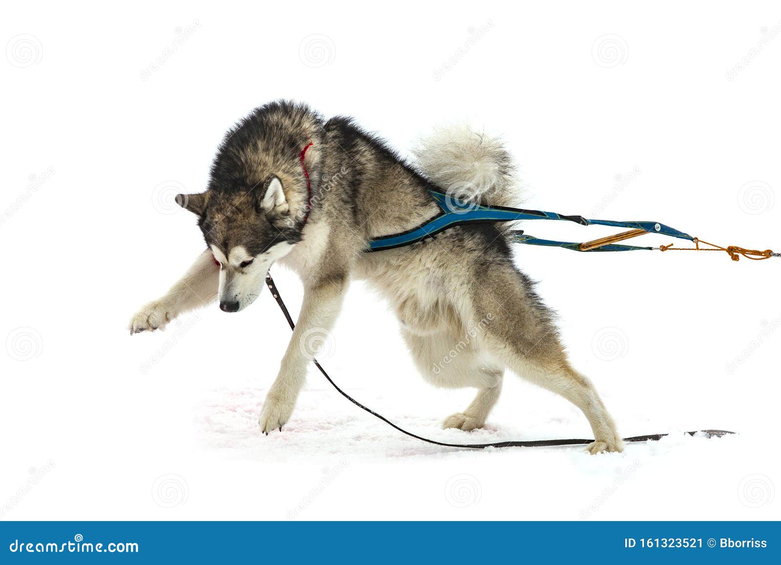 malamute pulling