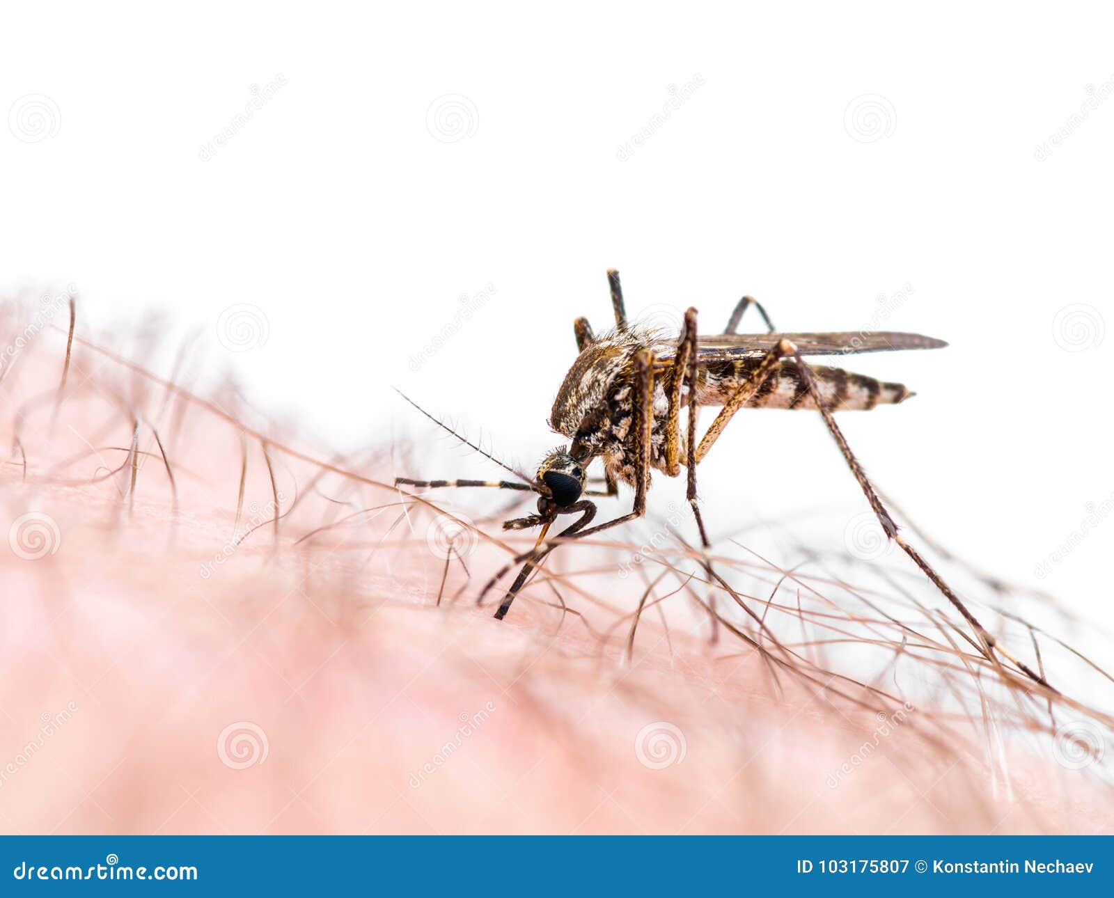 Malaria Or Zika Virus Infected Mosquito Bite Isolated On White Stock