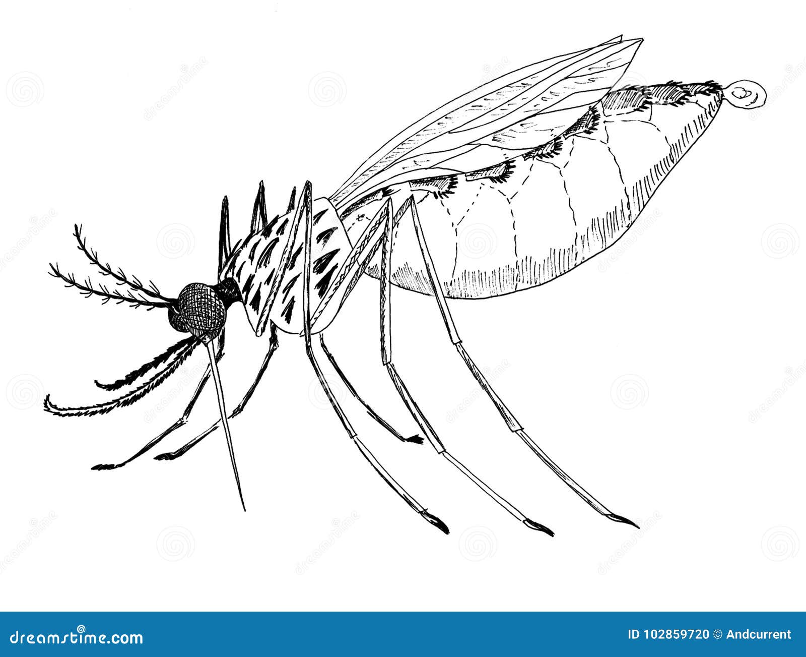 Hand drawn sketch of mosquito top view Royalty Free Vector