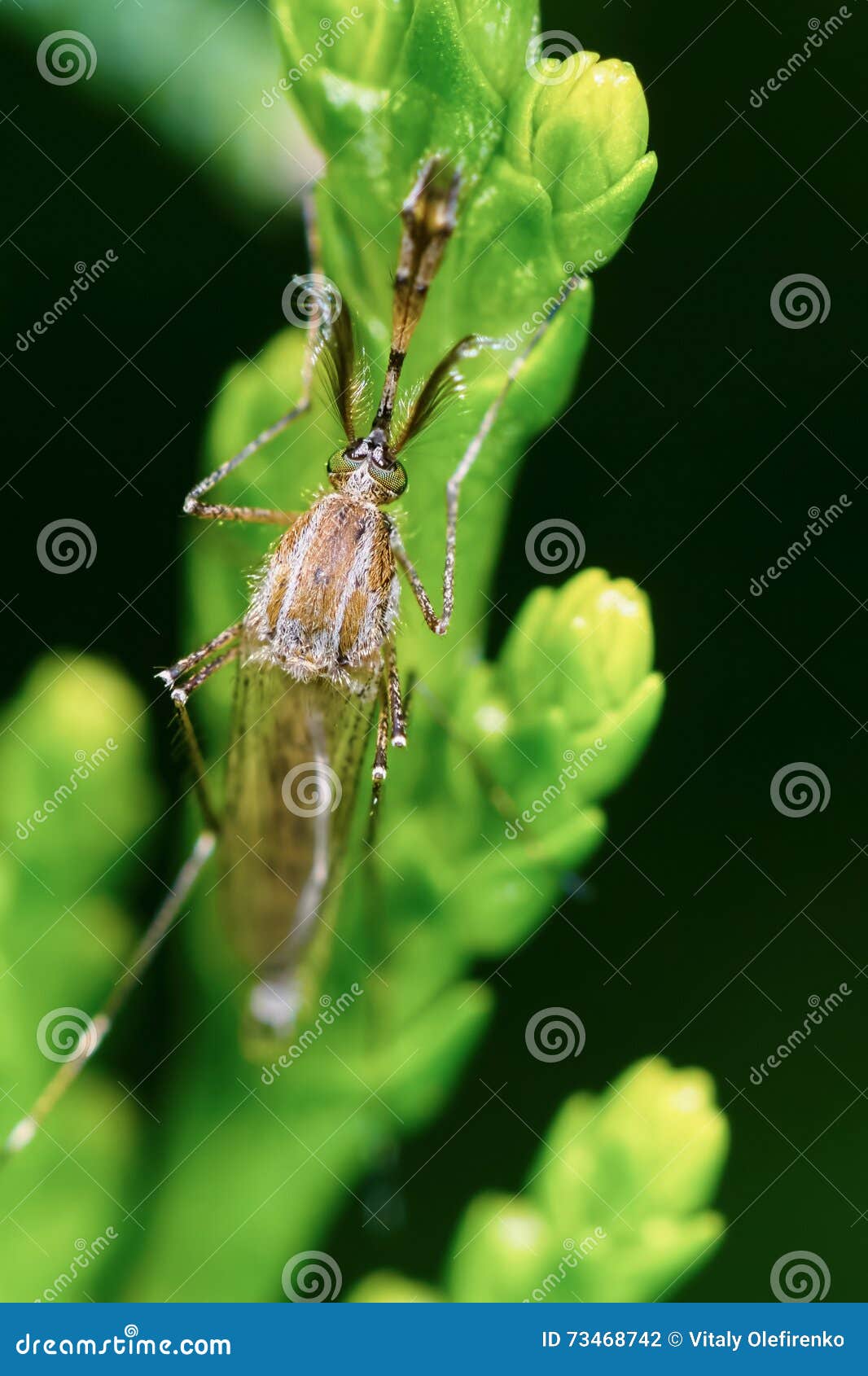 Malarial Mosquitoes on the Juniper Branch Stock Photo Image of dengue