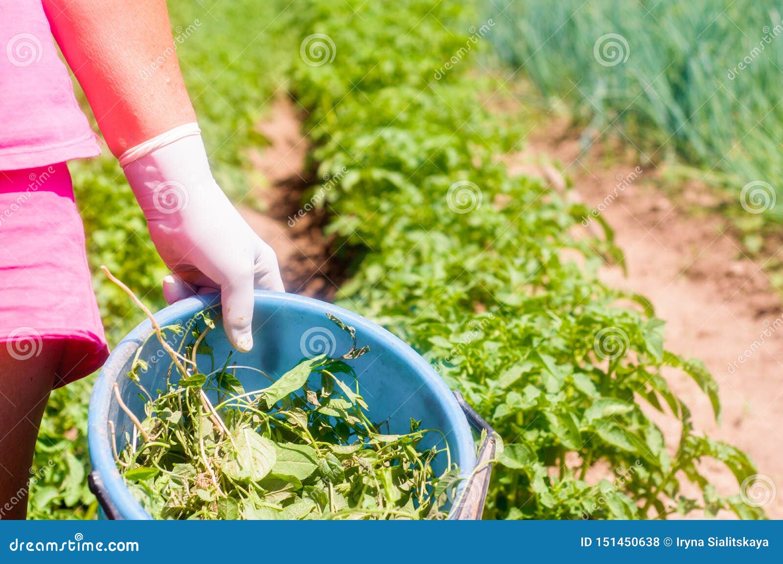 Agricultura - un campo de pepino plantas crecen a través de una