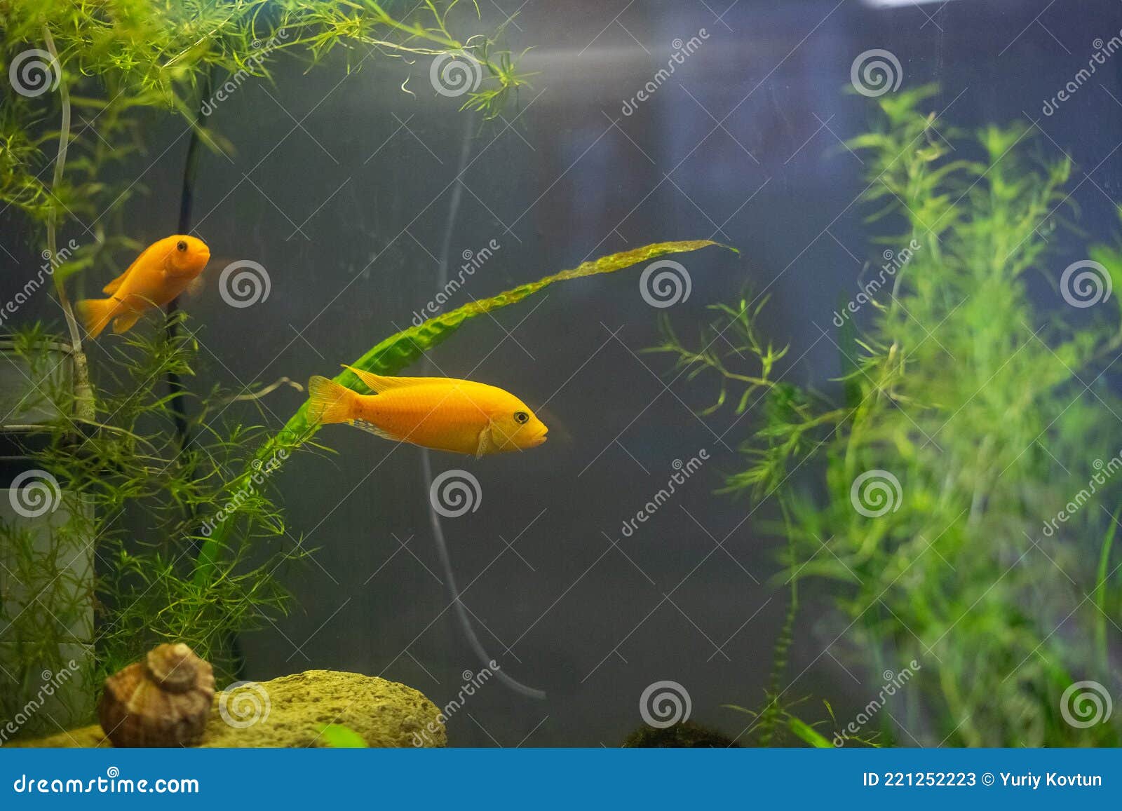 Malawi Yellow Cichlid Fish Aquarium Decor Algae Stock Image Image of