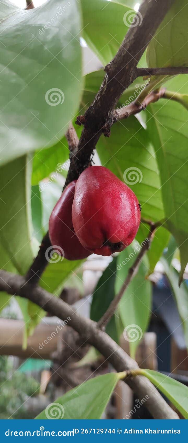 Malay Apple Fruit stock photo. Image of apple, malay 267129744