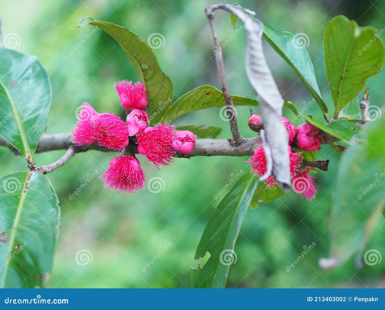 Malay Apple, Syzygium Malaccense Malaccense Red Flower Fruit on Tree