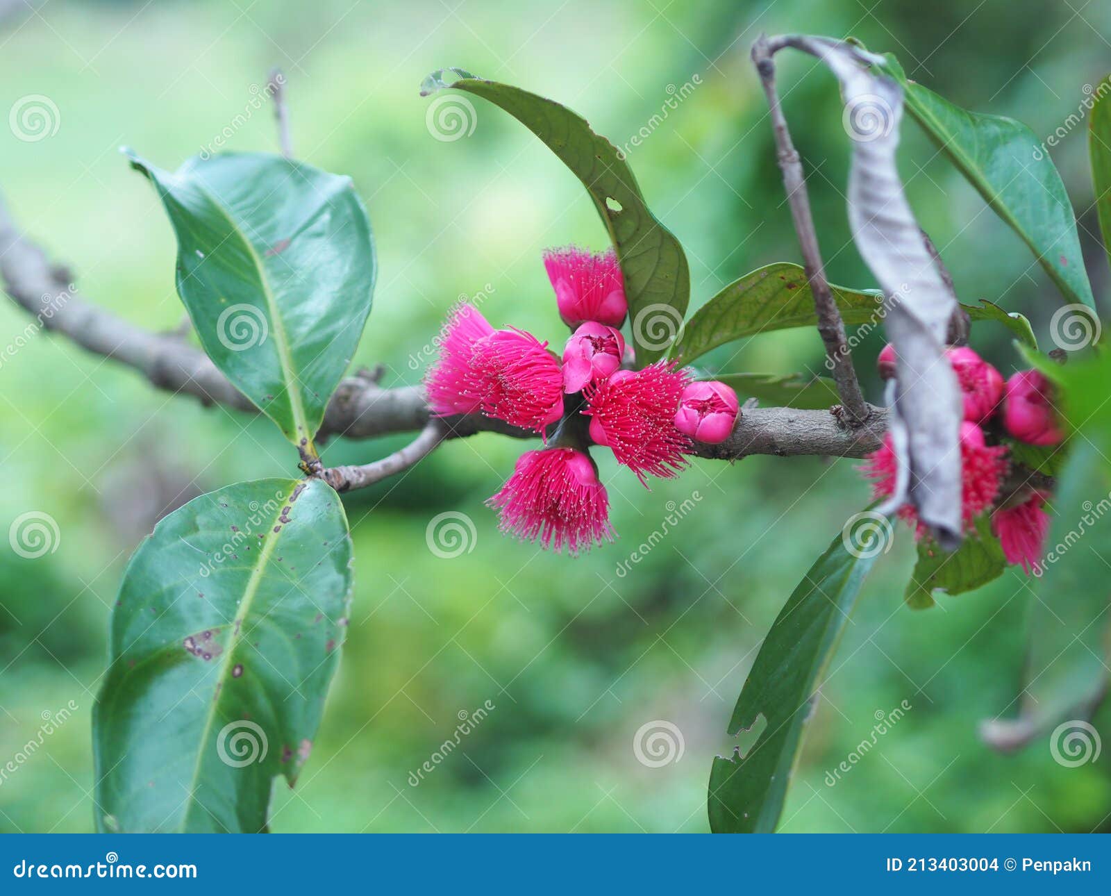 Malay Apple, Syzygium Malaccense Malaccense Red Flower Fruit on Tree