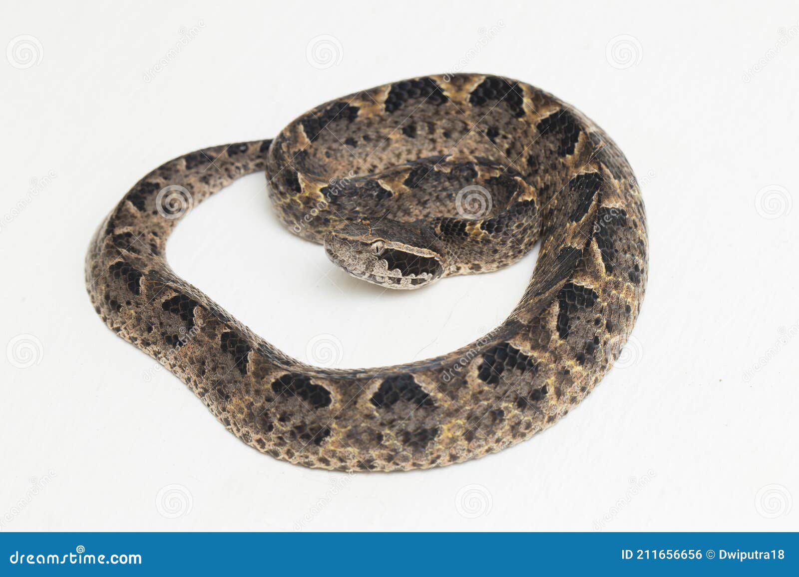 malayan ground pit viper snake, calloselasma rhodostoma  on white background