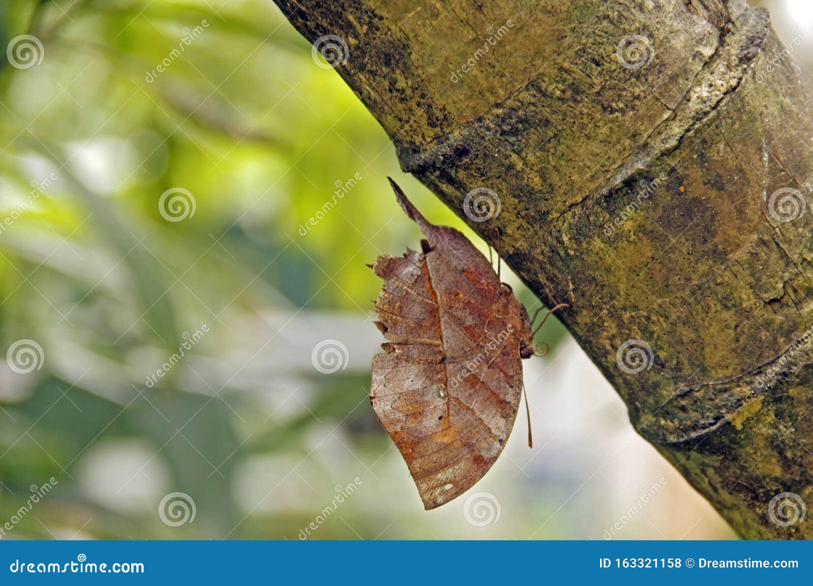 malayan oakleaf kallima limborgii,mimicry butterfly