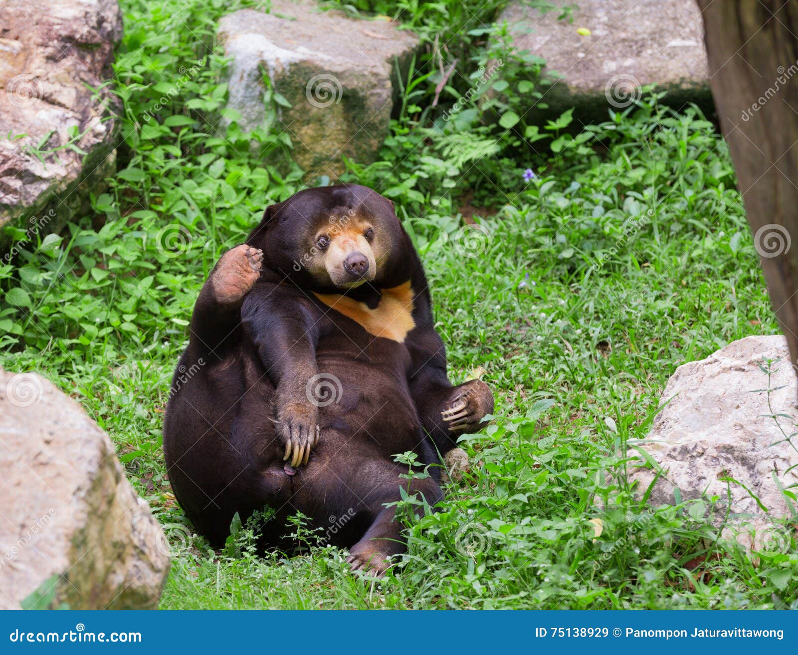 malayan sun bear or honey bear in mating season