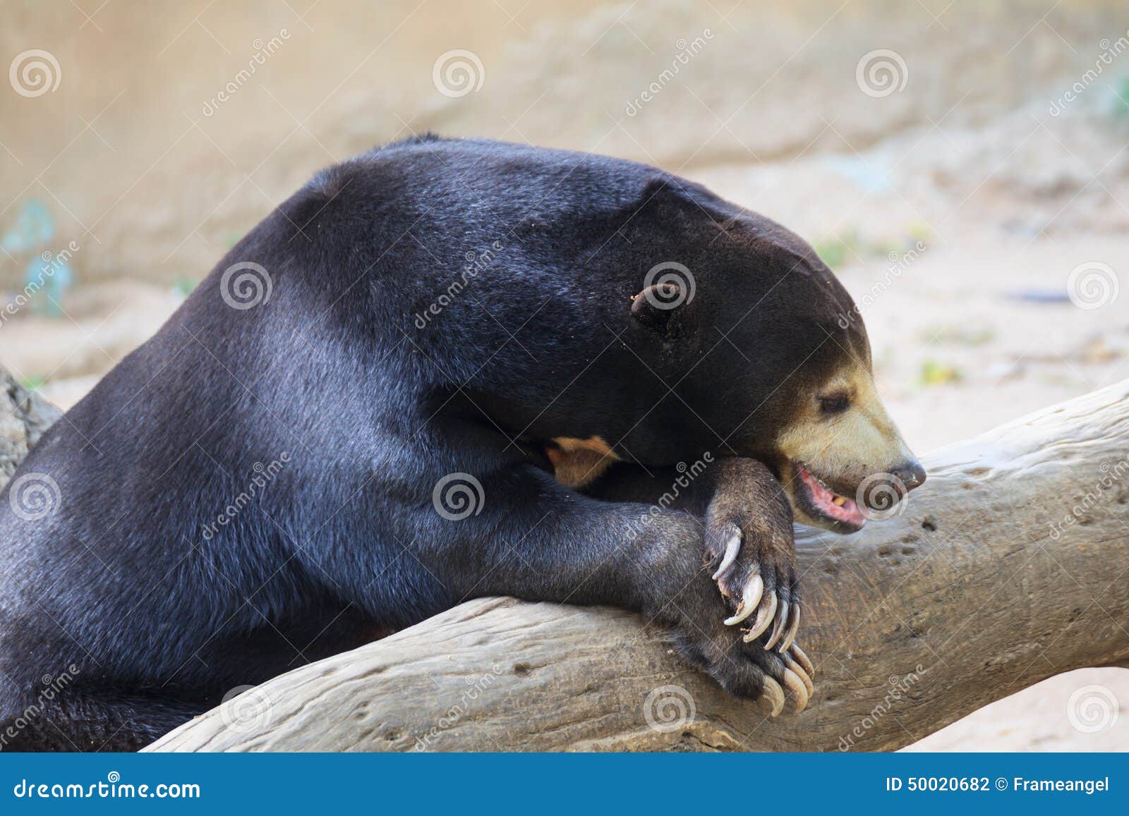Malayan Sun Bear or Honey Bear Stock Photo Image of honey, asia 50020682