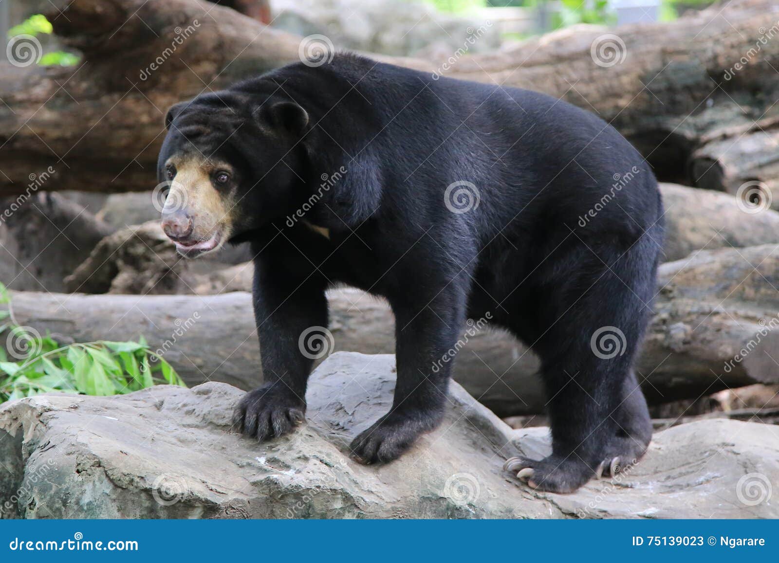 Malayan Sun Bear, Honey Bear Stock Image Image of banter, smallest 75139023