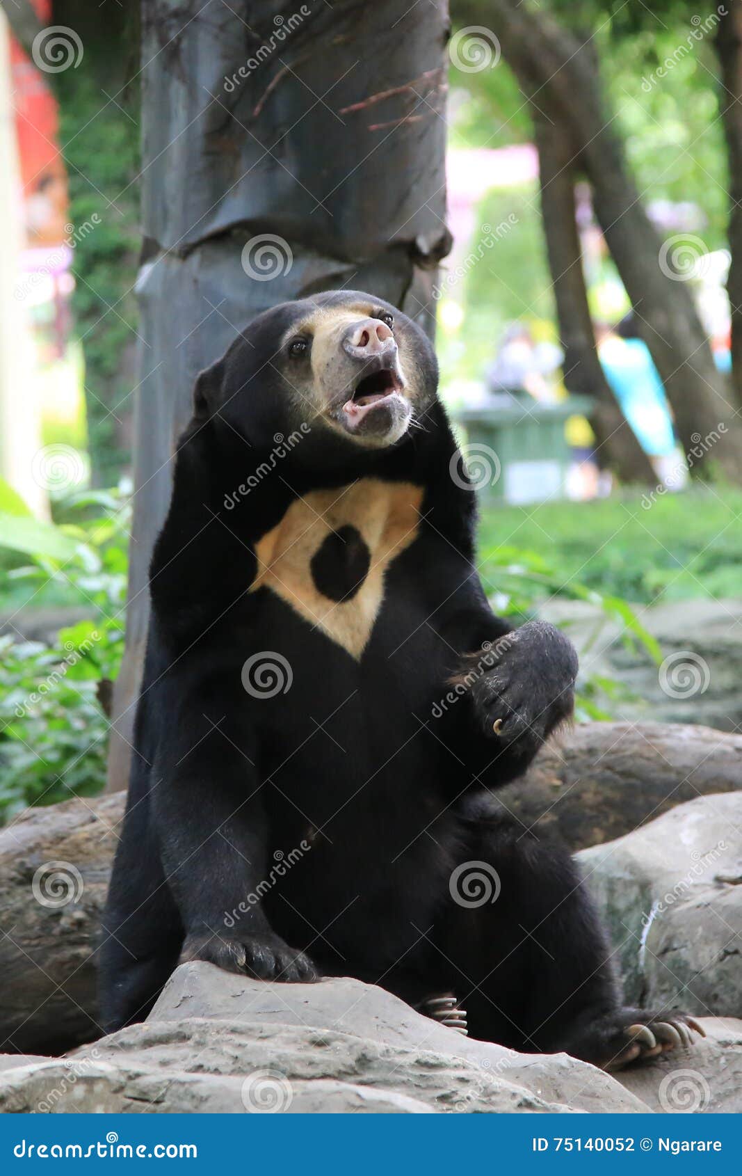 Malayan Sun Bear, Honey Bear Stock Photo Image of asia, siamese 75140052