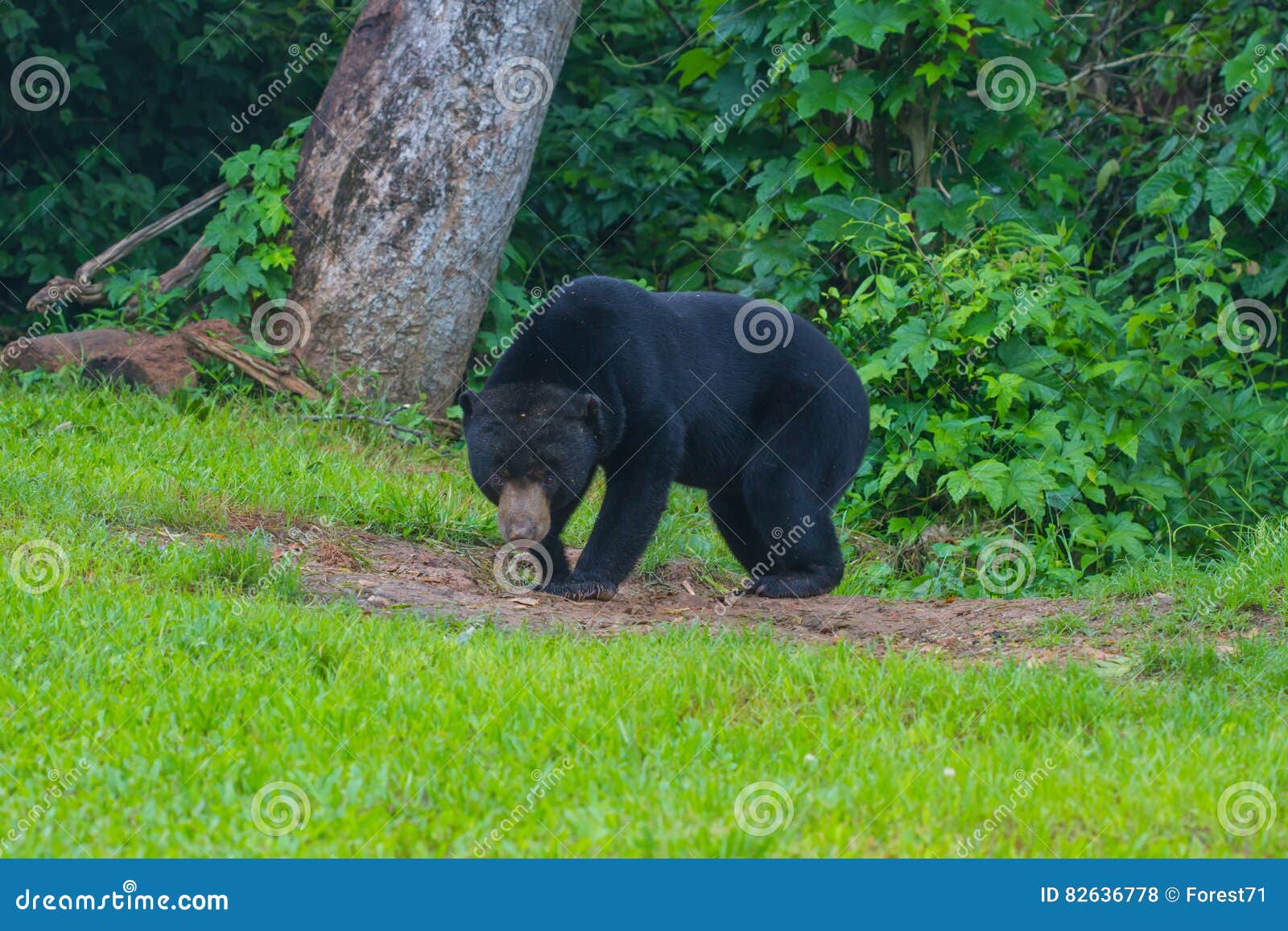 Malayan Sun Bear, Honey Bear Ursus Malayanus Stock Photo Image of bear, wildlife 82636778
