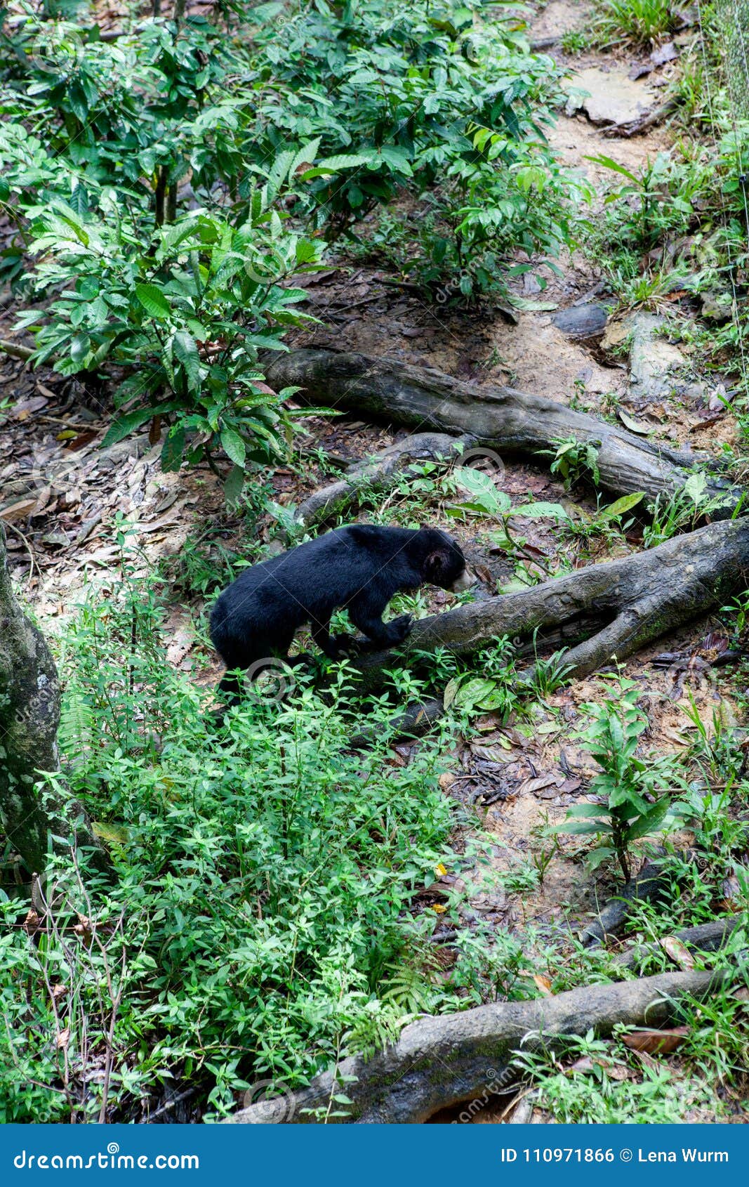 malayan sunbear helarctos malayanus in the jungle, sabah, born