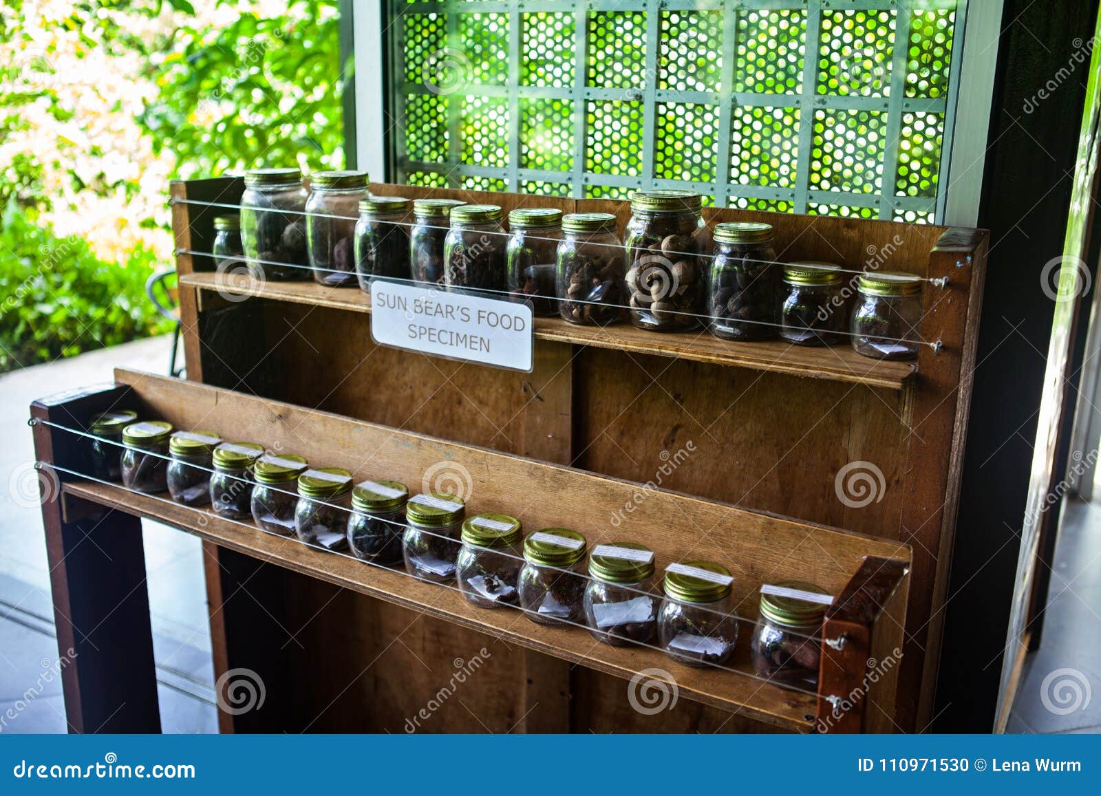 malayan sunbear ÃÂ´s helarctos malayanus food in the jungle, sa