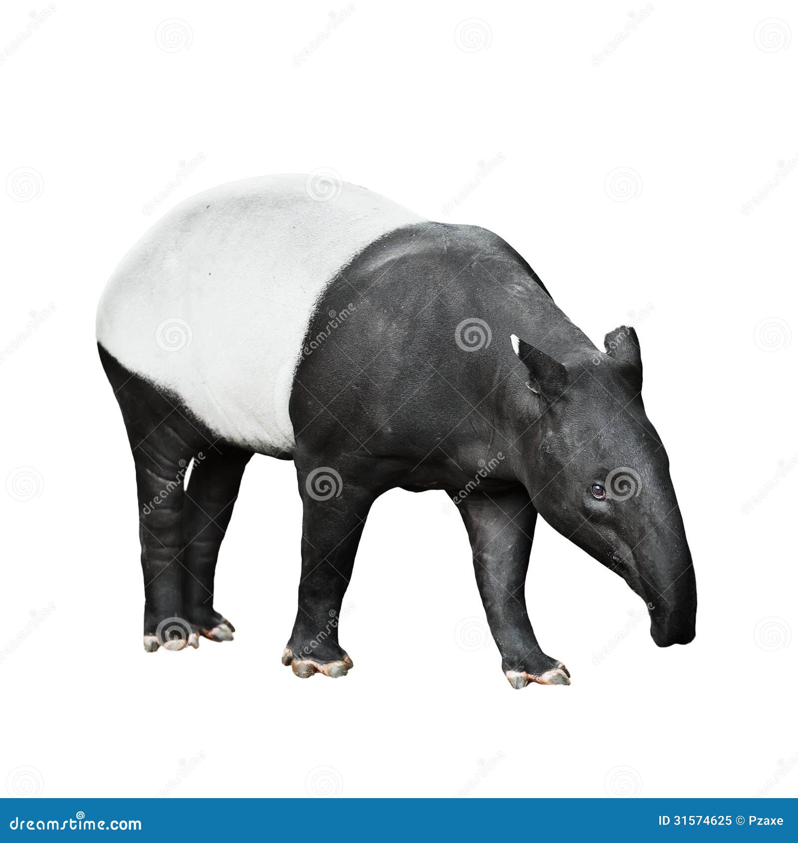 Malayan Tapir Isolated on White Background Stock Image - Image of
