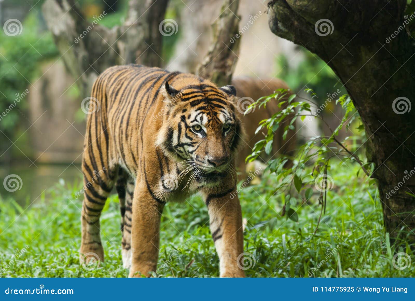 Malayan Tiger , Endangered Species Stock Image Image of fullygrown