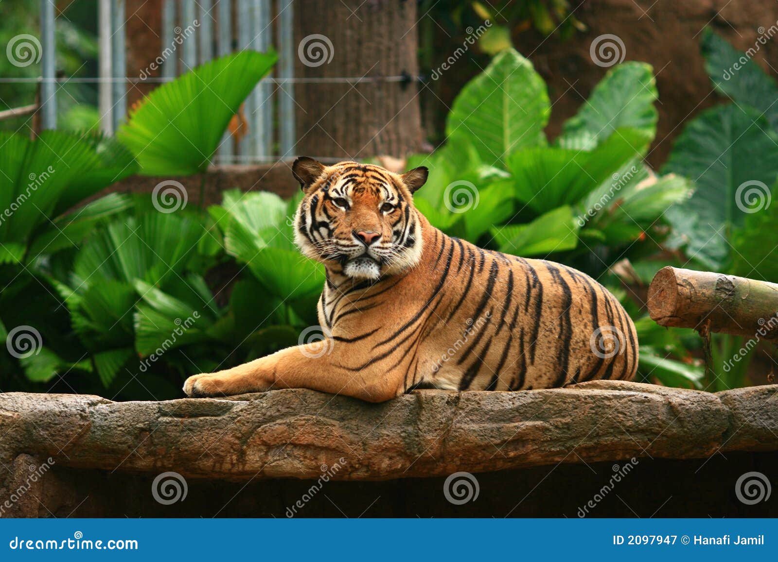 Malayan Tiger King Chin Up Stock Image Image Of Wildlife