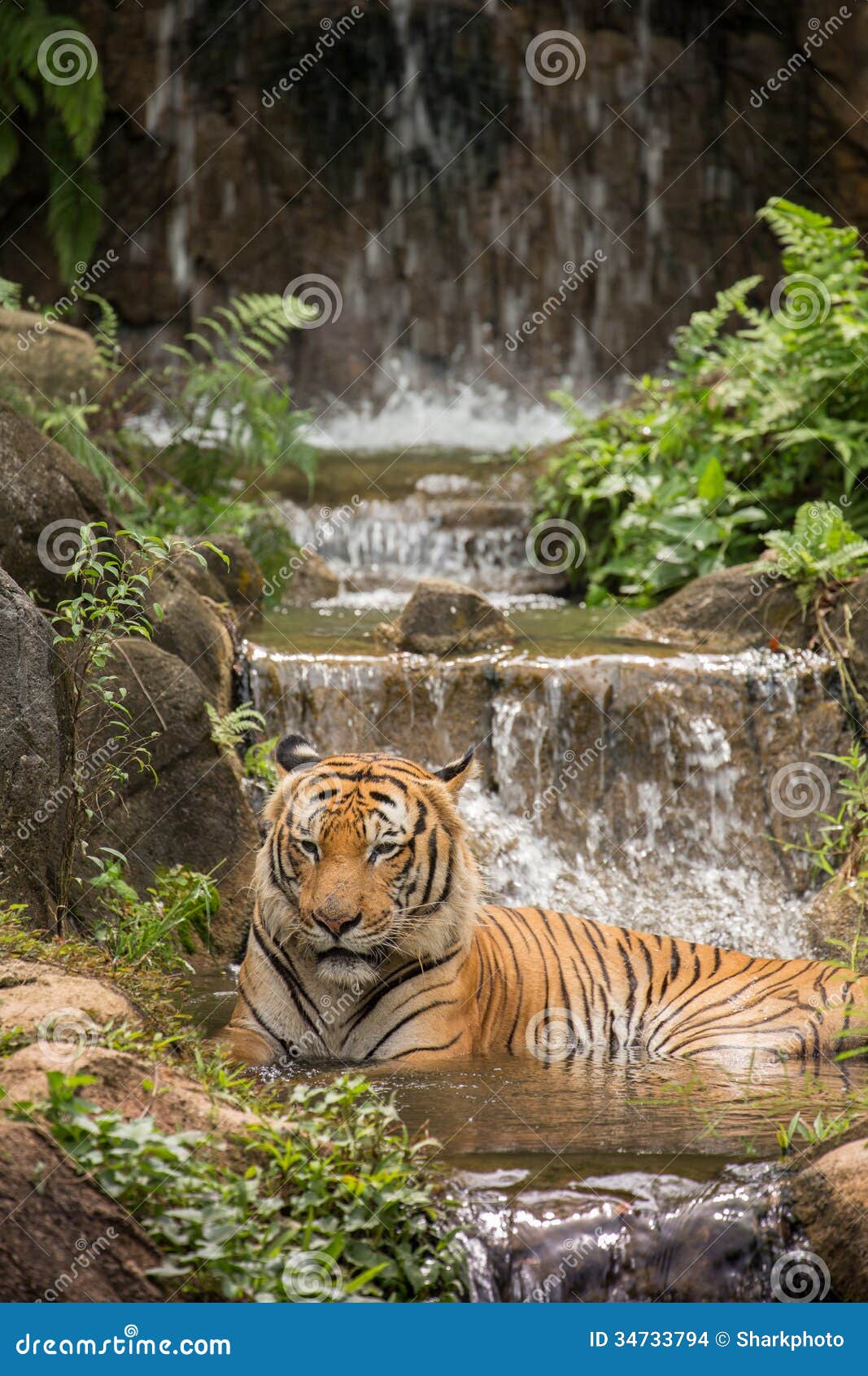 the malayan tiger (panthera tigris)