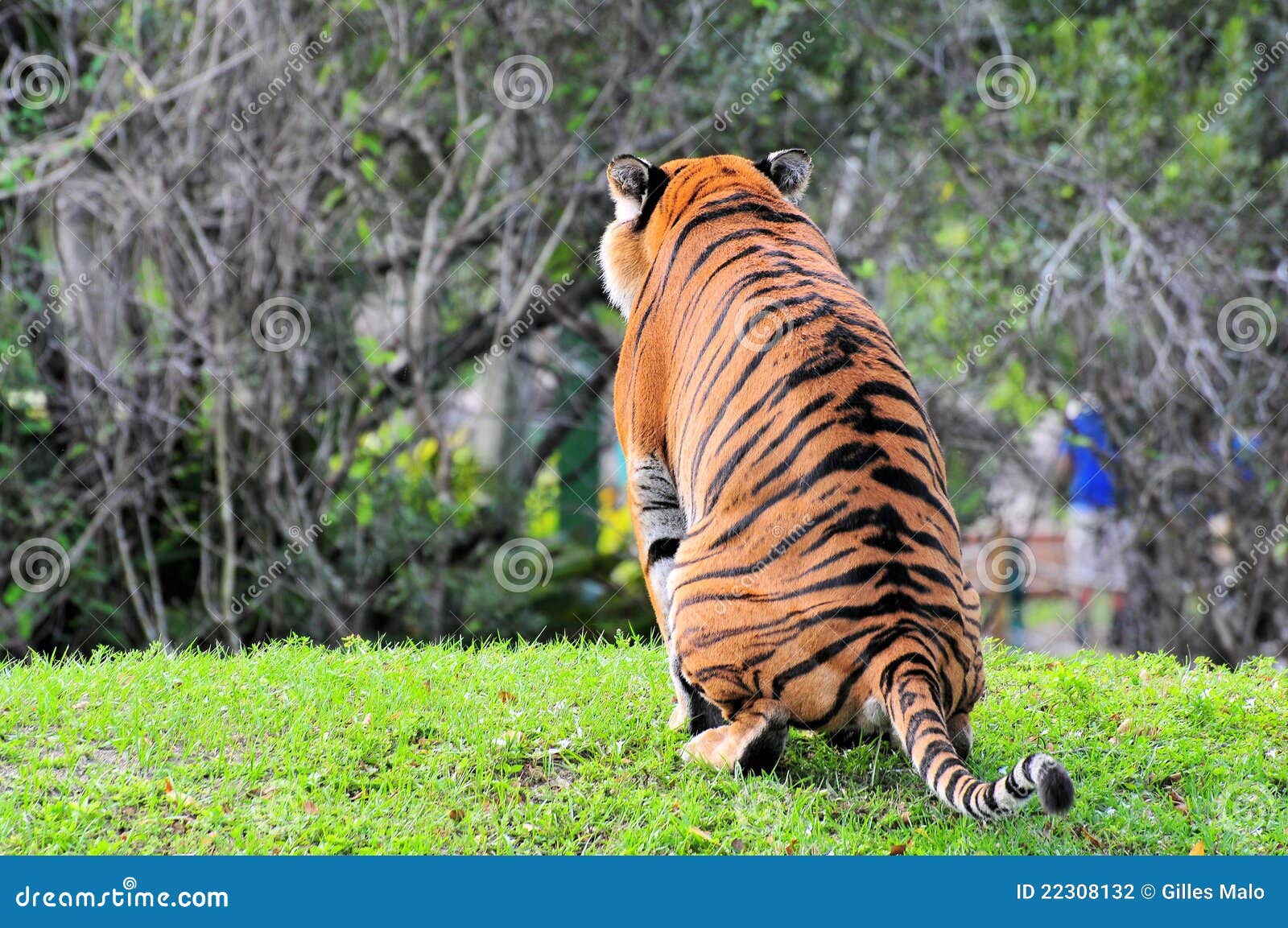 Zoo Peeing