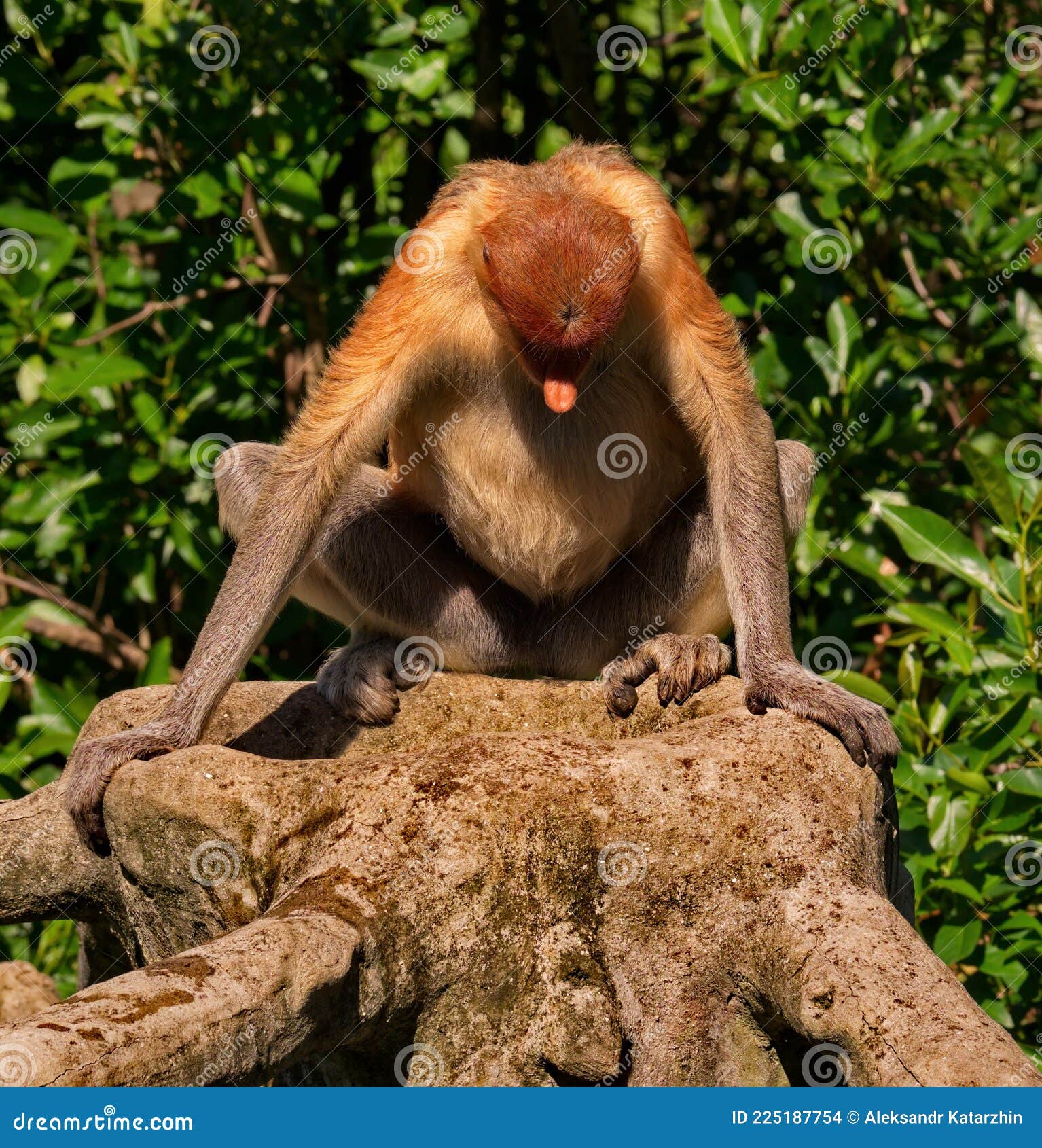 a curious endemic to the island of borneo