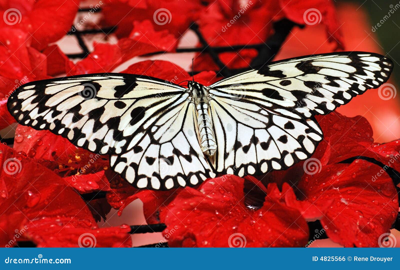 Malaysia, Penang Butterfly Stock Photo Image of native, color 4825566