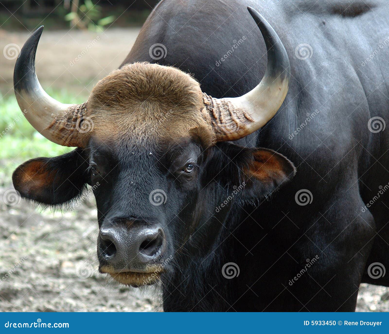 malaysia, penang: gaur