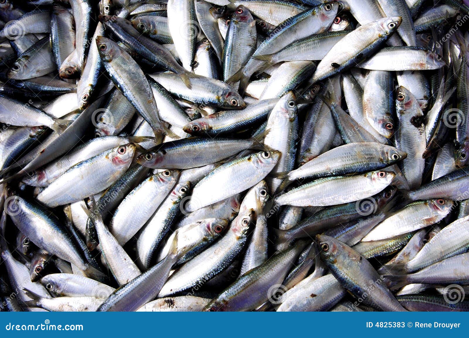 Malaysia, Penang Sardines Inside the Boat Stock Image Image of