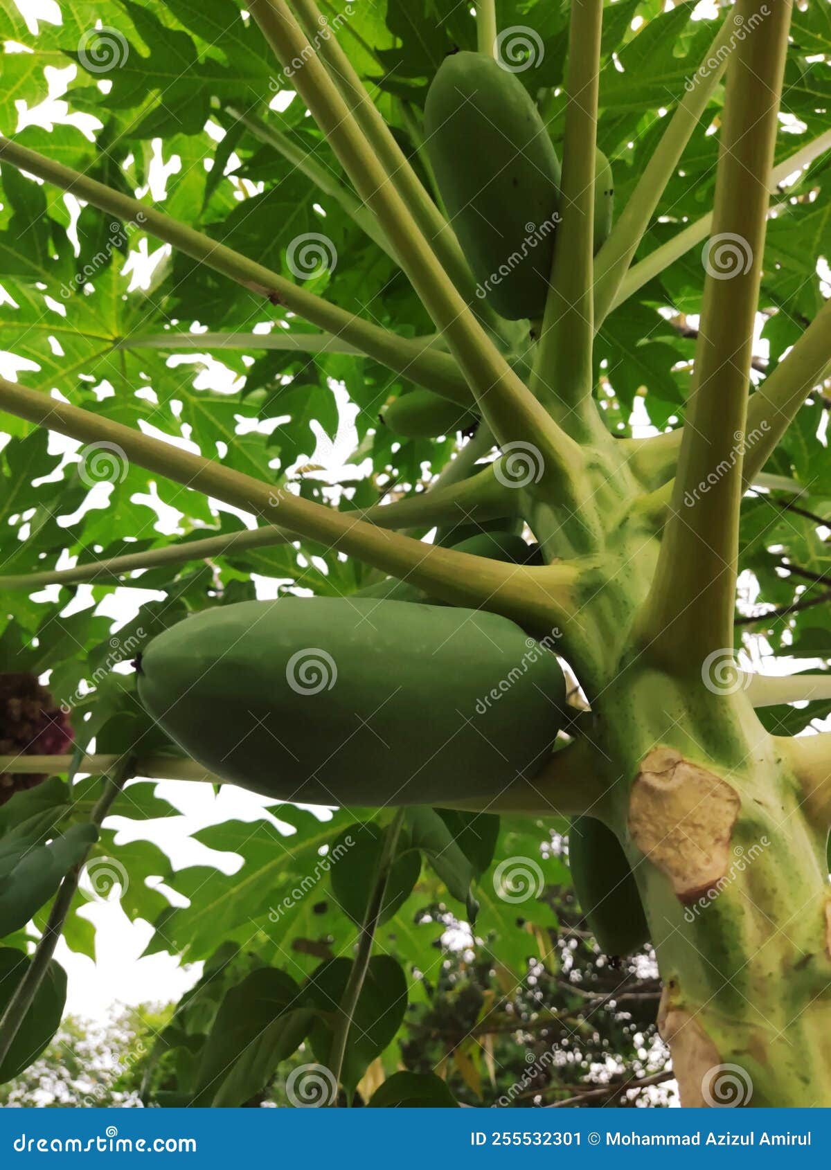 Malaysia Tropical Fruit Papaya Fruit Flower Stock Image Image of drop