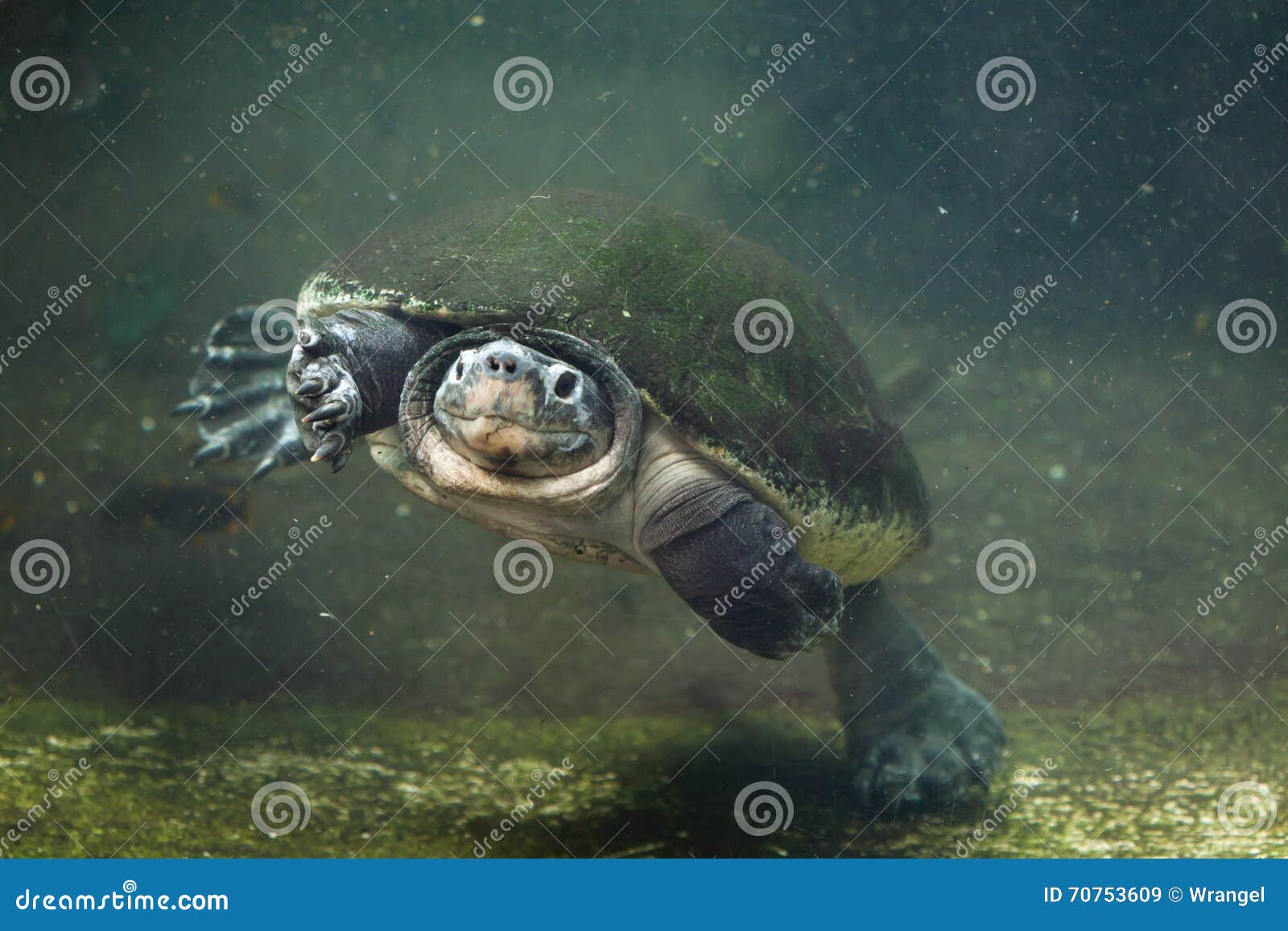 Malaysian Giant Turtle (Orlitia Borneensis). Stock Image - Image of ...
