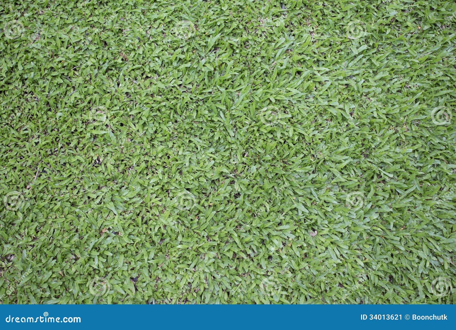 Malaysian grass stock image. Image of cool, carpet, countryside 34013621