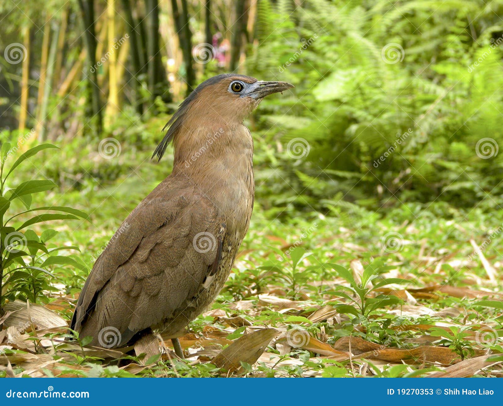 Malaysian Night Heron a Bird Stock Image Image of blue, autumn 19270353