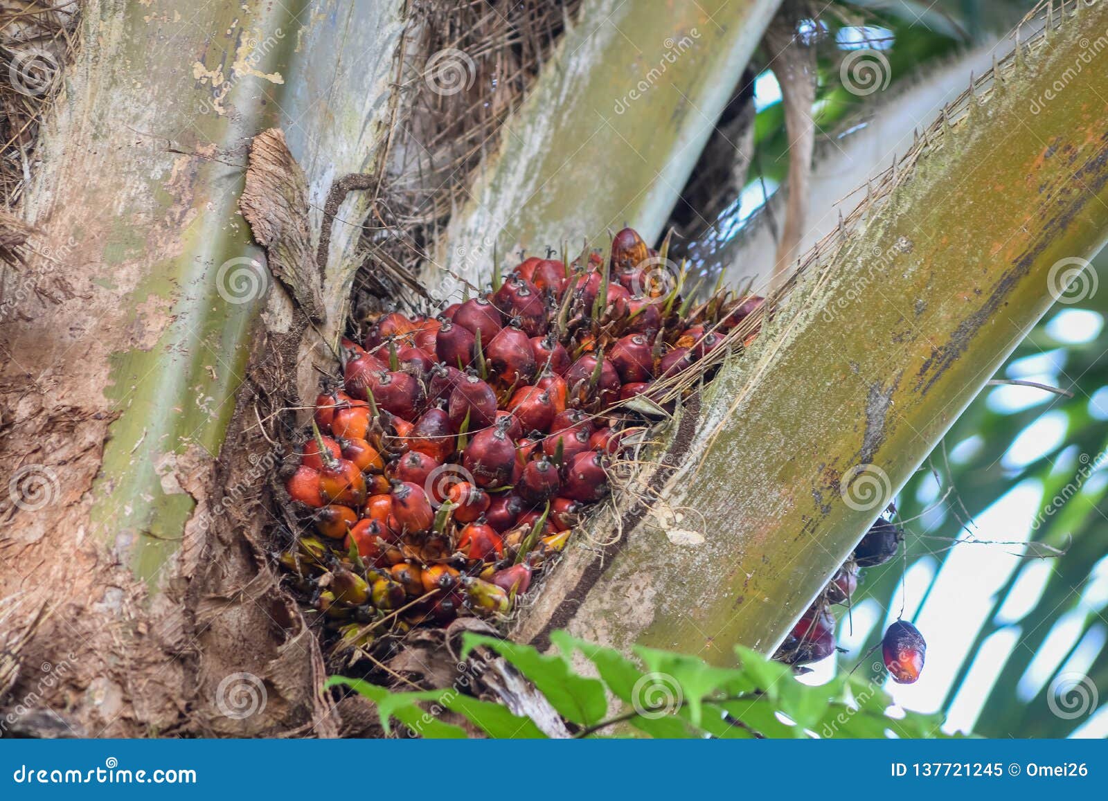 malaysian palm oil fruit ripen on the tree