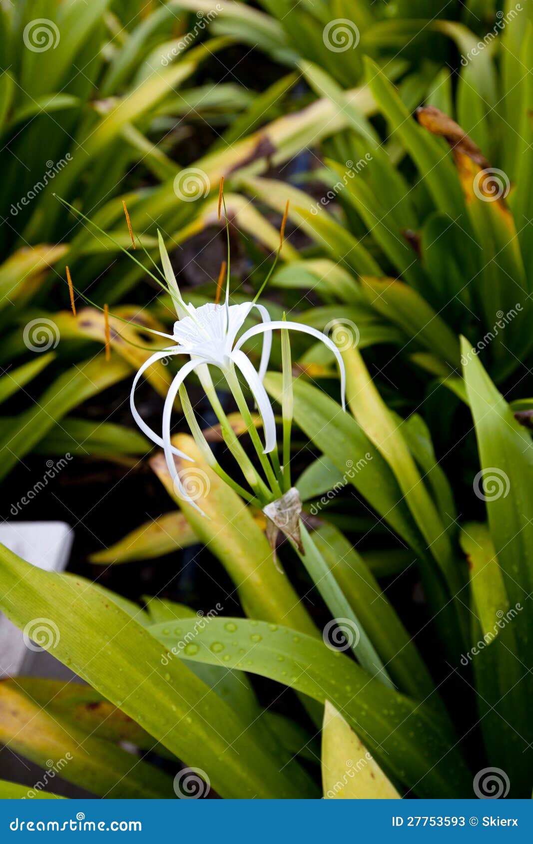 Malaysian Spider Lily Flower Stock Image Image of hymenocaulis