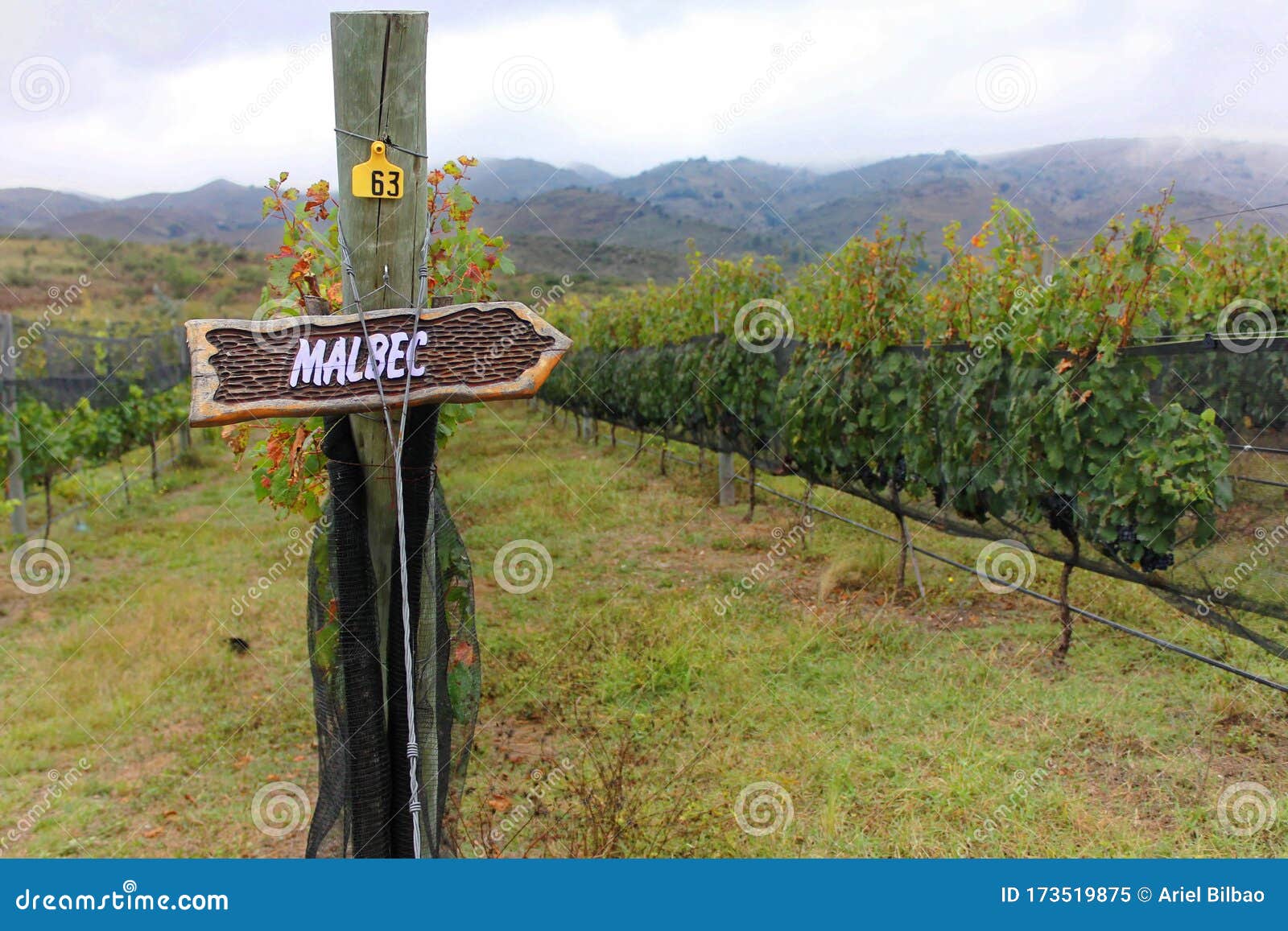 malbec vineyards in mendoza province, argentina