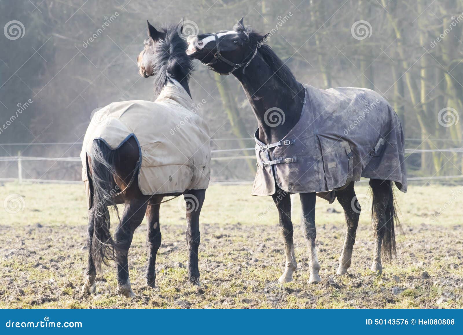 Maldicente del cavallo. Due cavalli marroni nell'amore