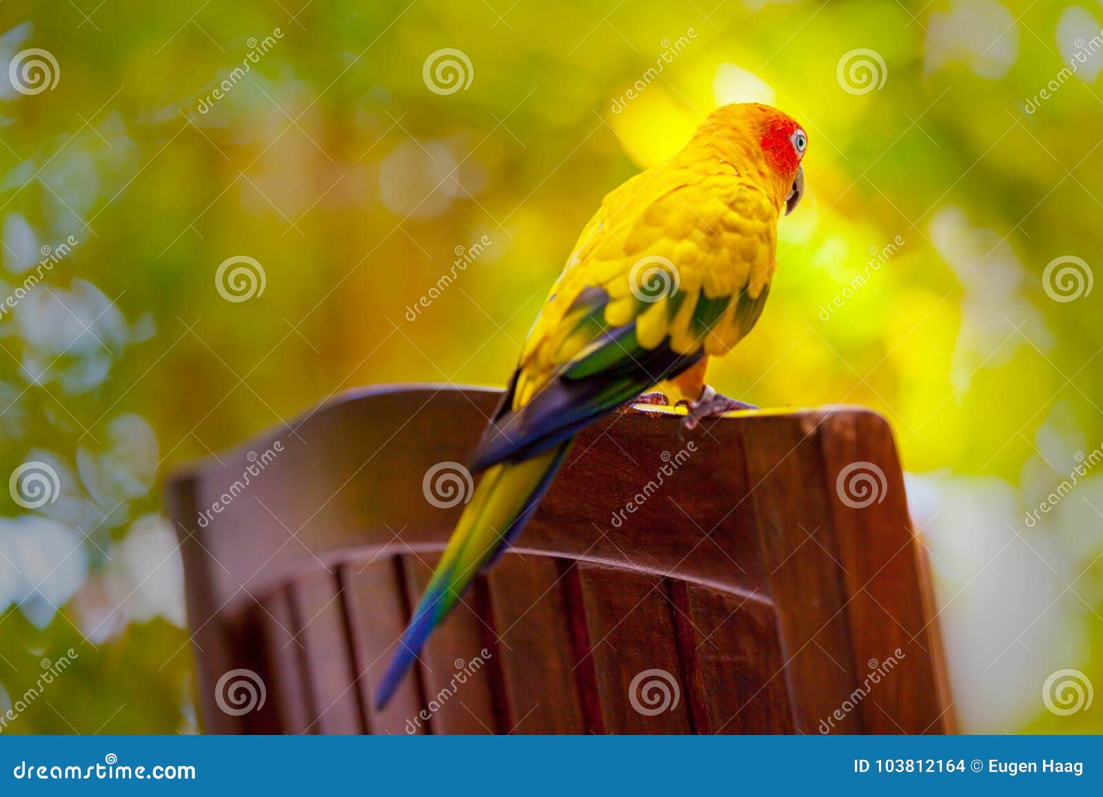 Maldivas, Um Pássaro Colorido Do Papagaio Foto de Stock - Imagem de vôo,  periquito: 103812164