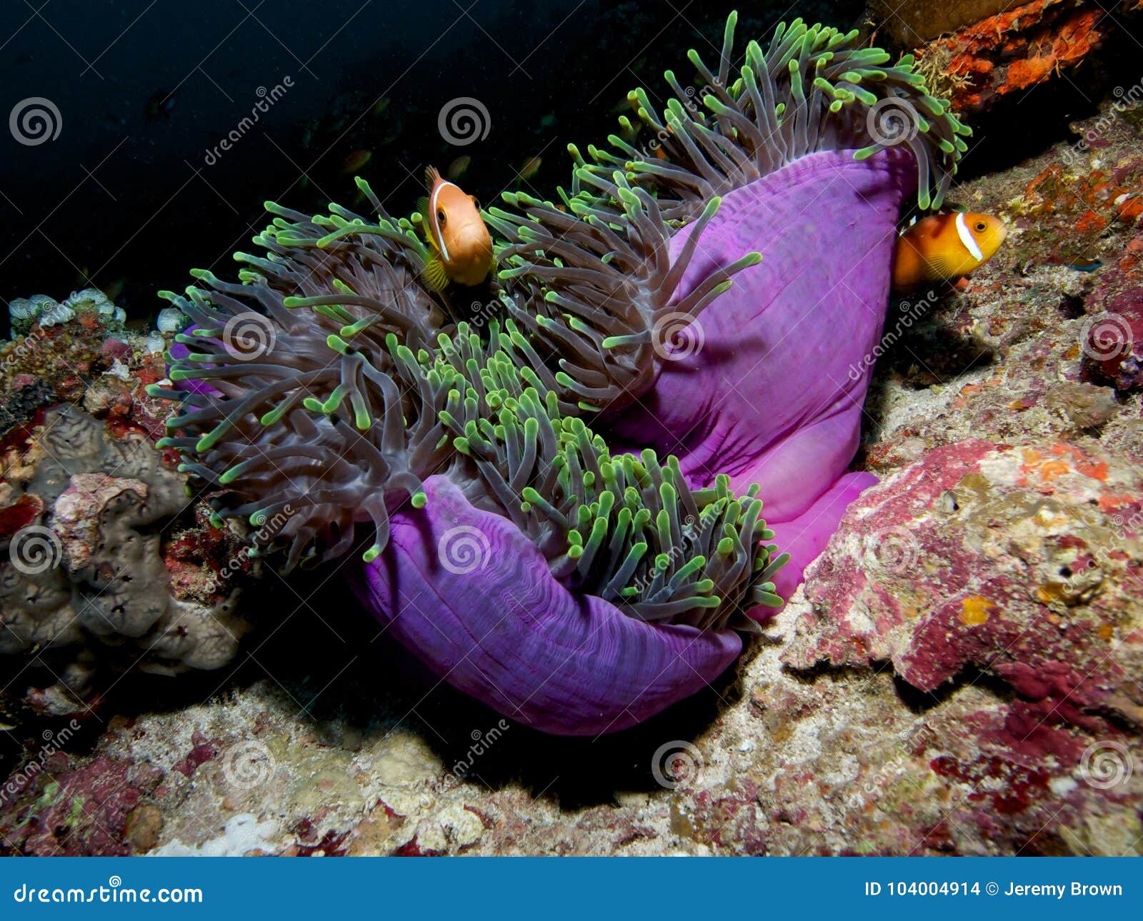 maldive anemonefish in huge anemone