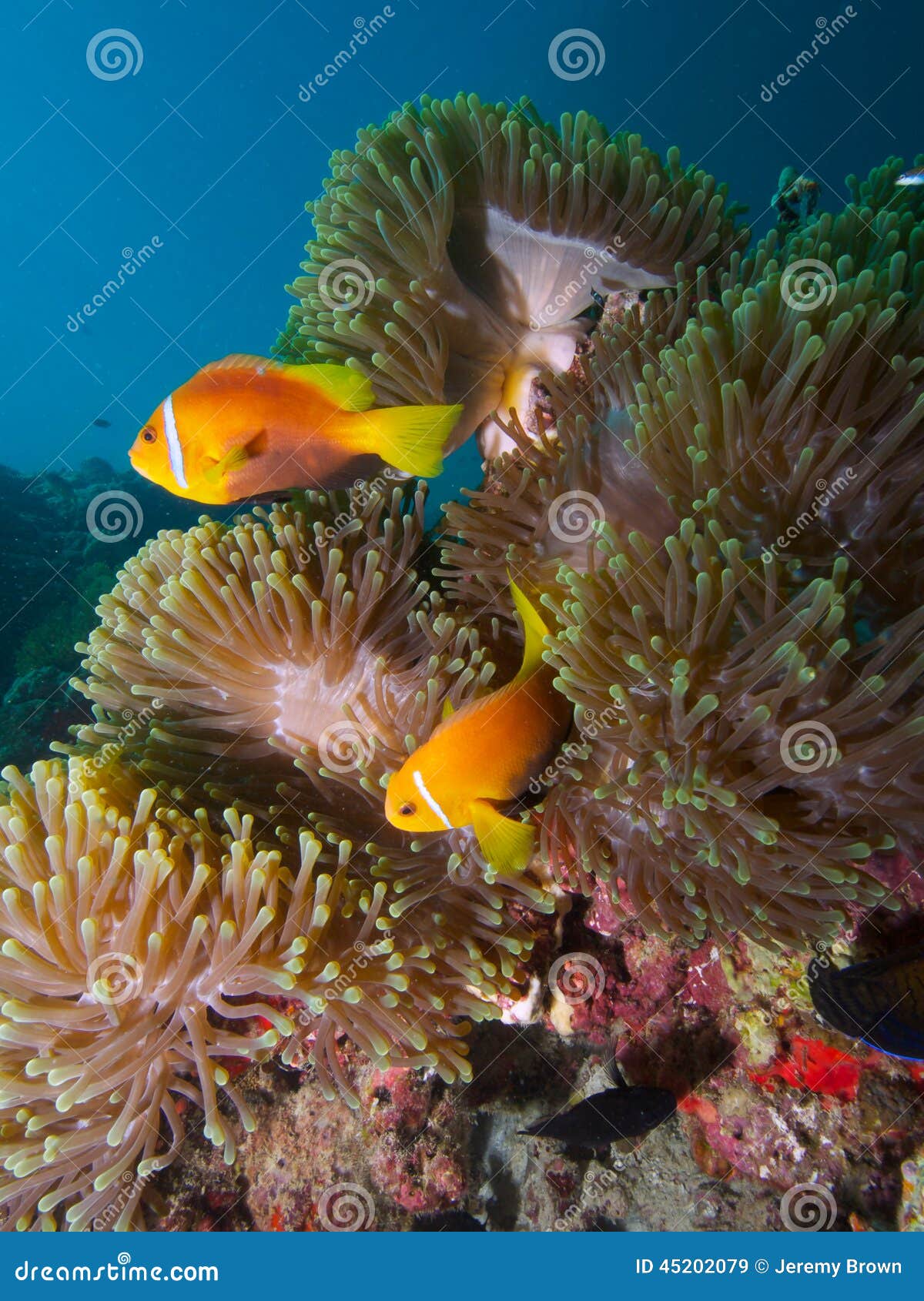 maldive anemonefish