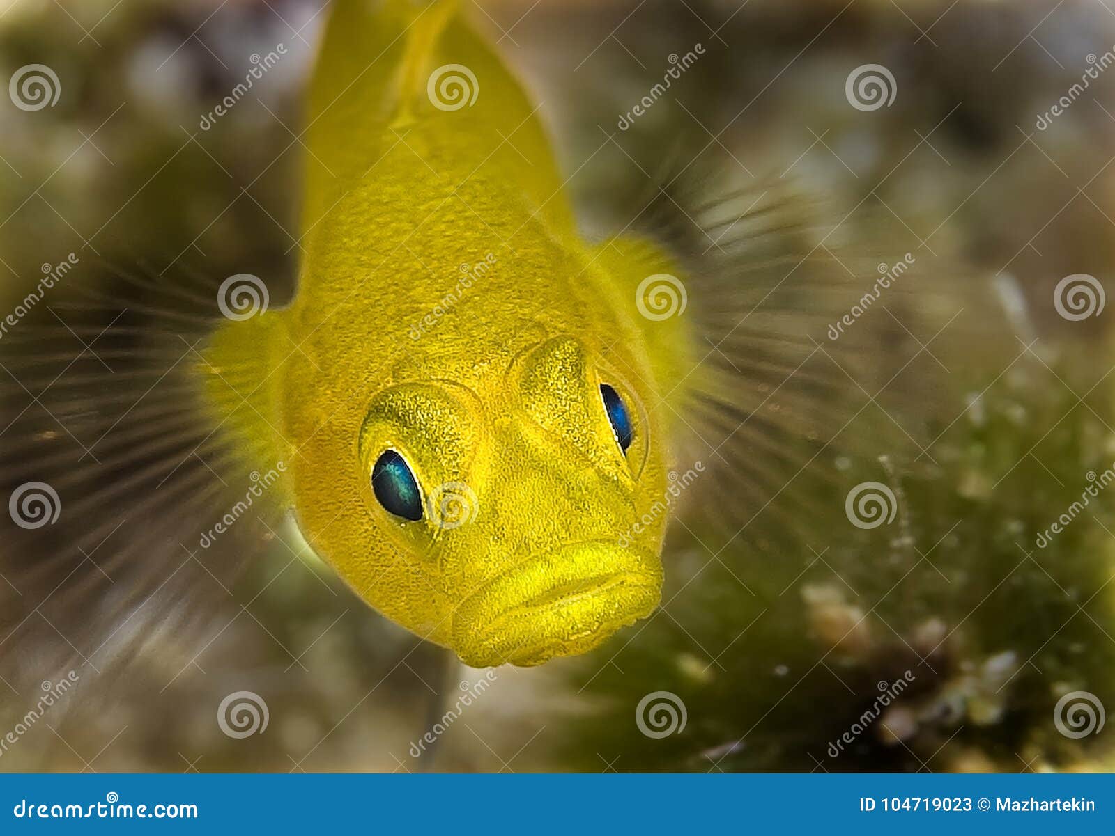 maldives have yellow fish, big lips
