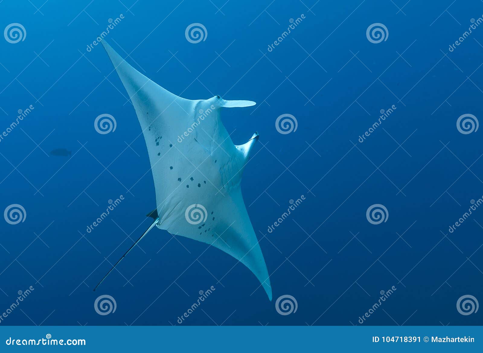 maldivian underwater, blue-watered stingray