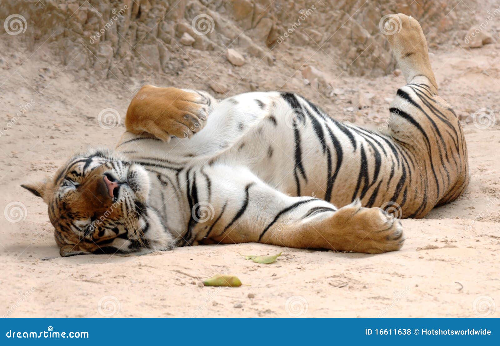 male adult bengal tiger sleeping,thailand,asia cat