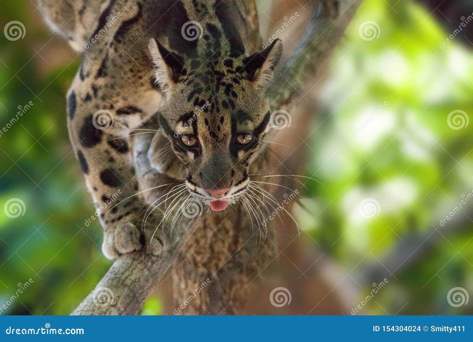 male adult clouded leopard neofelis nebulosa is listed as vulnerable