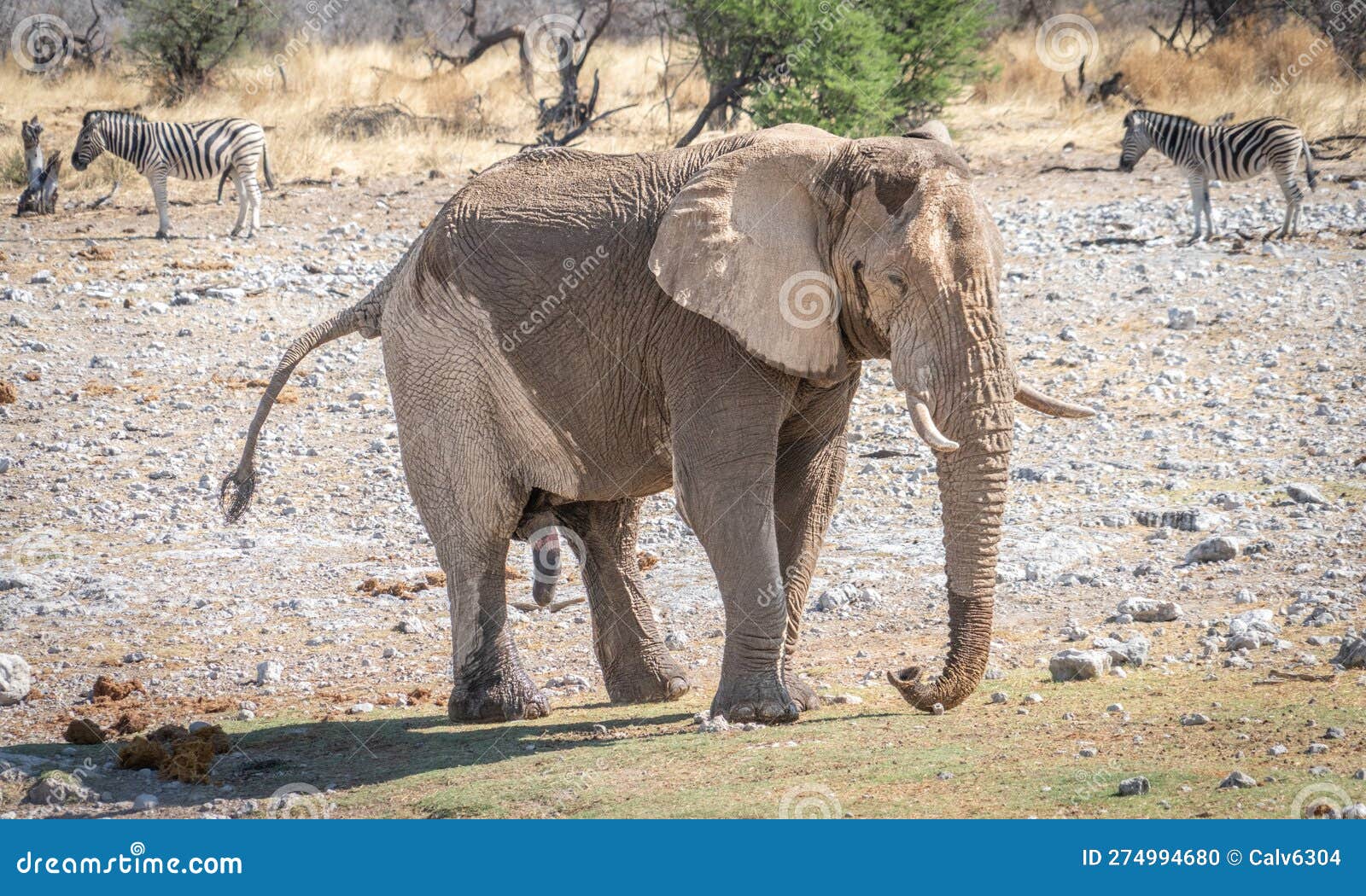 291 Elephant Sex Stock Photos - Free & Royalty-Free Stock Photos from  Dreamstime