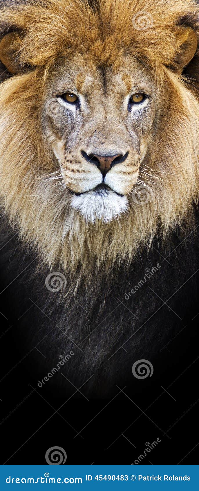 Male African lion banner stock image. Image of black - 45490483