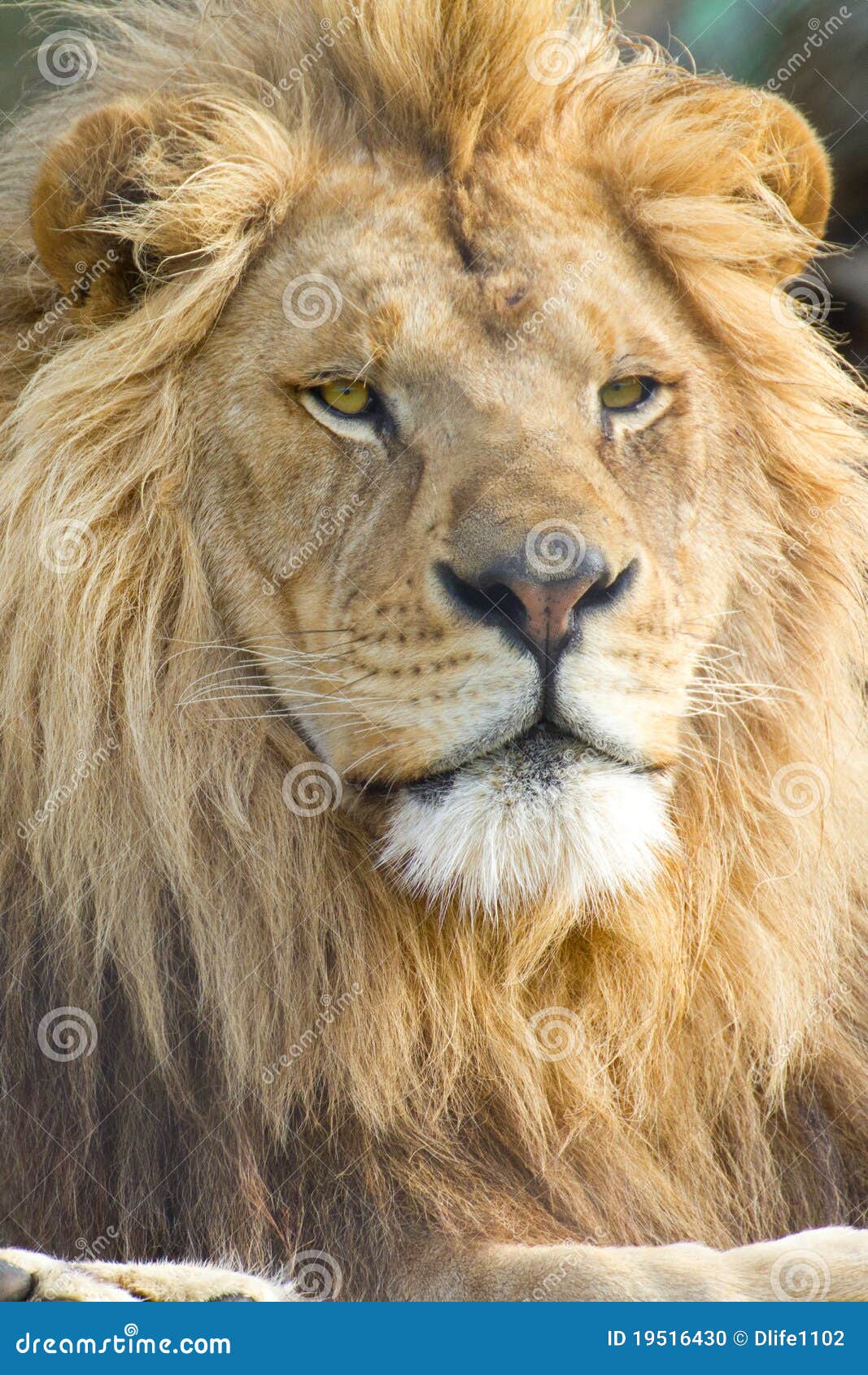 Male African Lion Face stock photo. Image of honor, ruling - 19516430 Male African Lion Face stock photo. Image of honor, ruling - 19516430