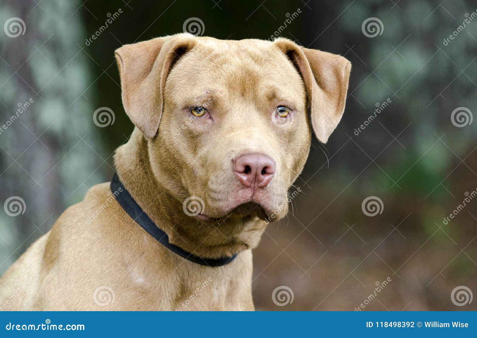 male red nose pitbull