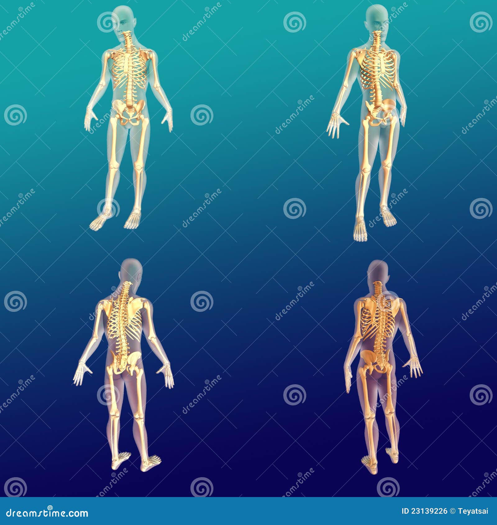 Male Anatomy 1 stock illustration. Illustration of biological - 23139226